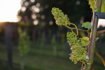 Young Vine