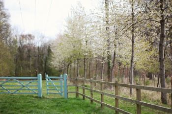 Woodland
