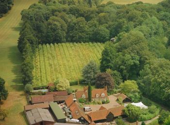 Aerial Vines