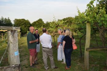 Vineyard